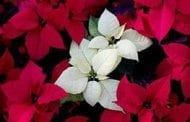 Beat the Big Boxes By Putting Your Poinsettias on a Pedestal