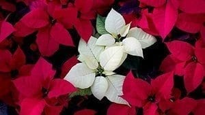 Poinsettia