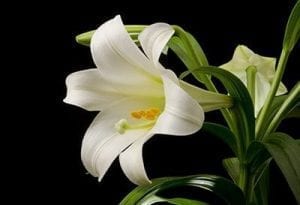 Remind customers to keep cats away from Easter lilies.