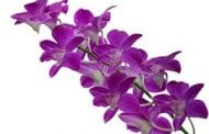 APHIS to Allow the Importation of Korean Orchid Plants