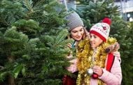 Christmas Tree Shortage Leads to Higher Prices