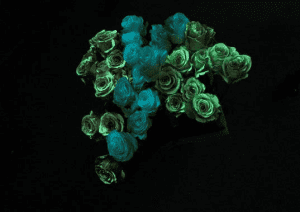 Boston Florist Uses the Force (Glow-in-the-Dark Roses) to Engage Community