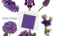 Floral Designers Praise Pantone’s Purple Pick