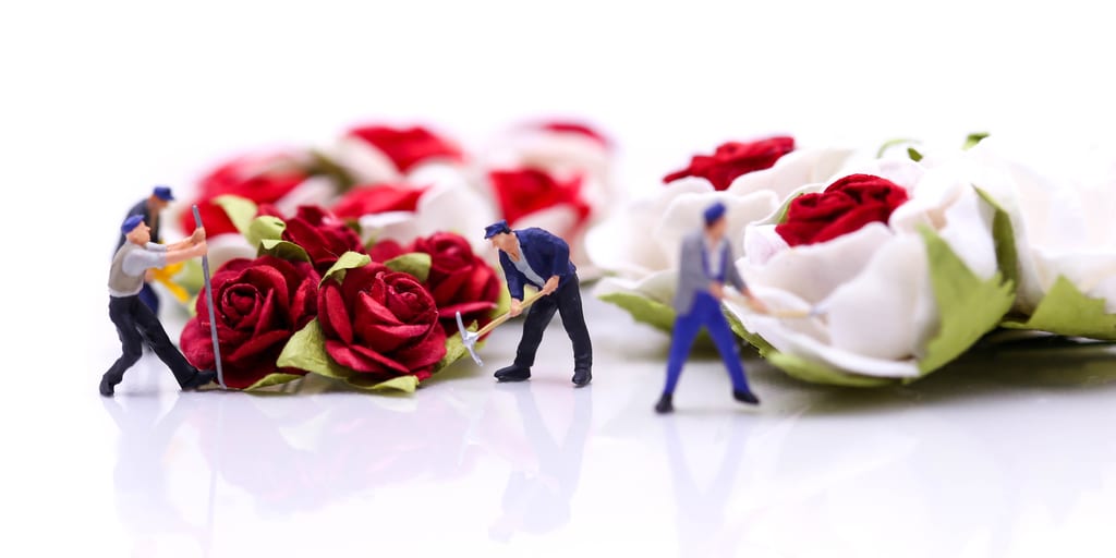 Miniature people : Team worker with Red roses and white roses on white backgroud, valentine day lover concept.