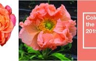 Peachy Keen Selections for ‘Living Coral’