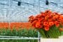 Florists Lament Soaring Helium Costs