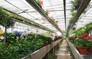 USDA Report: 2020 Wholesale Value of Floriculture Crops Increased
