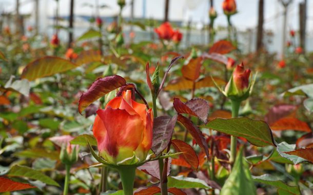 Will Ecuador’s Rose Farms Be Swayed by Cannabis?