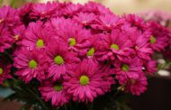 ‘Amor Candy’ Chrysanthemum Named Best in Show in SAF’s Outstanding Varieties