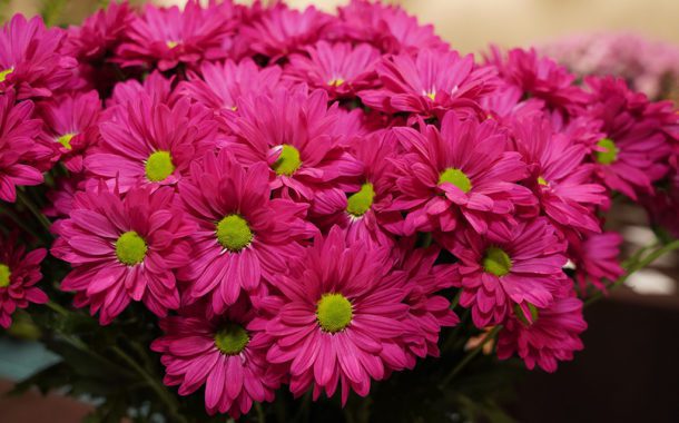 ‘Amor Candy’ Chrysanthemum Named Best in Show in SAF’s Outstanding Varieties