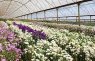 Floriculture Crops Summary Expands to 50 States