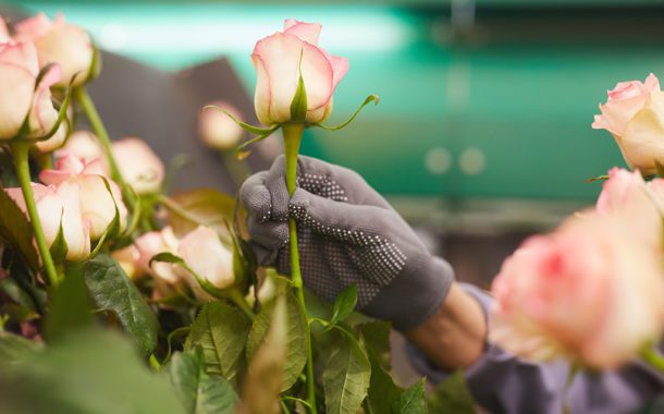 From Breeder to Vase: The Life of a Flower